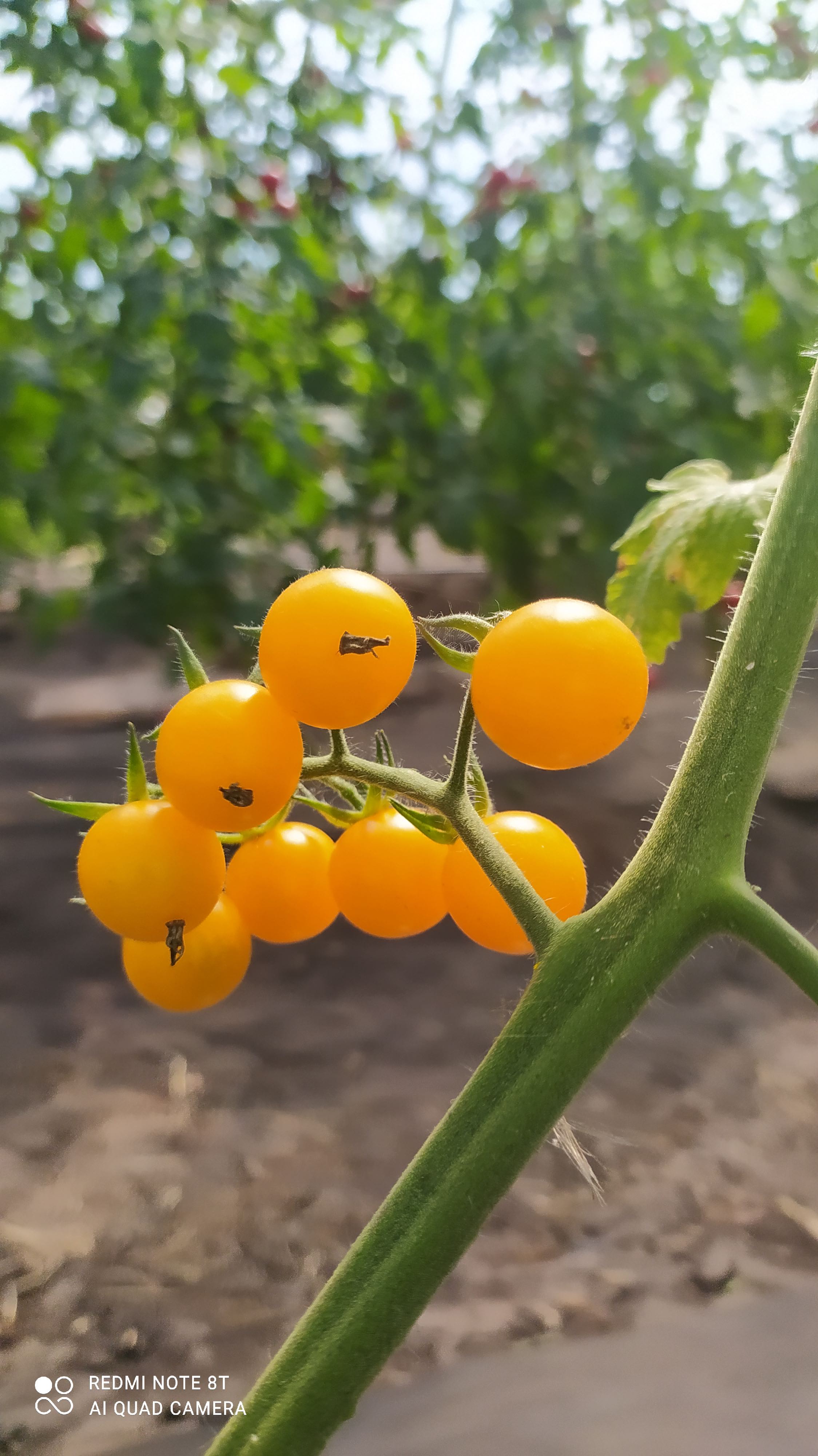 Tomatensorte Tims Taste Of Paradise Bio Samen Biobewusst