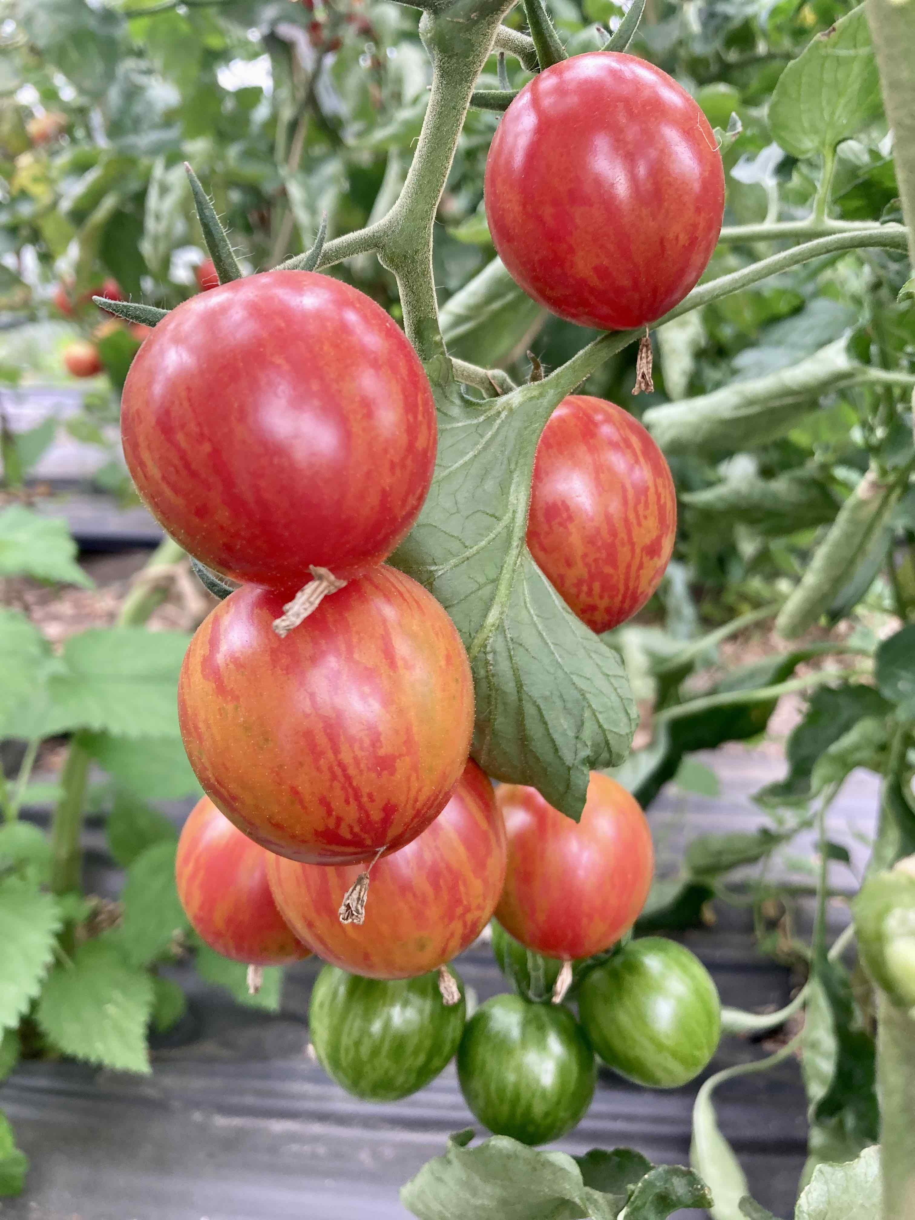 Tomate Pink Bumble Bee Bio Samen Biobewusst Gartenshop