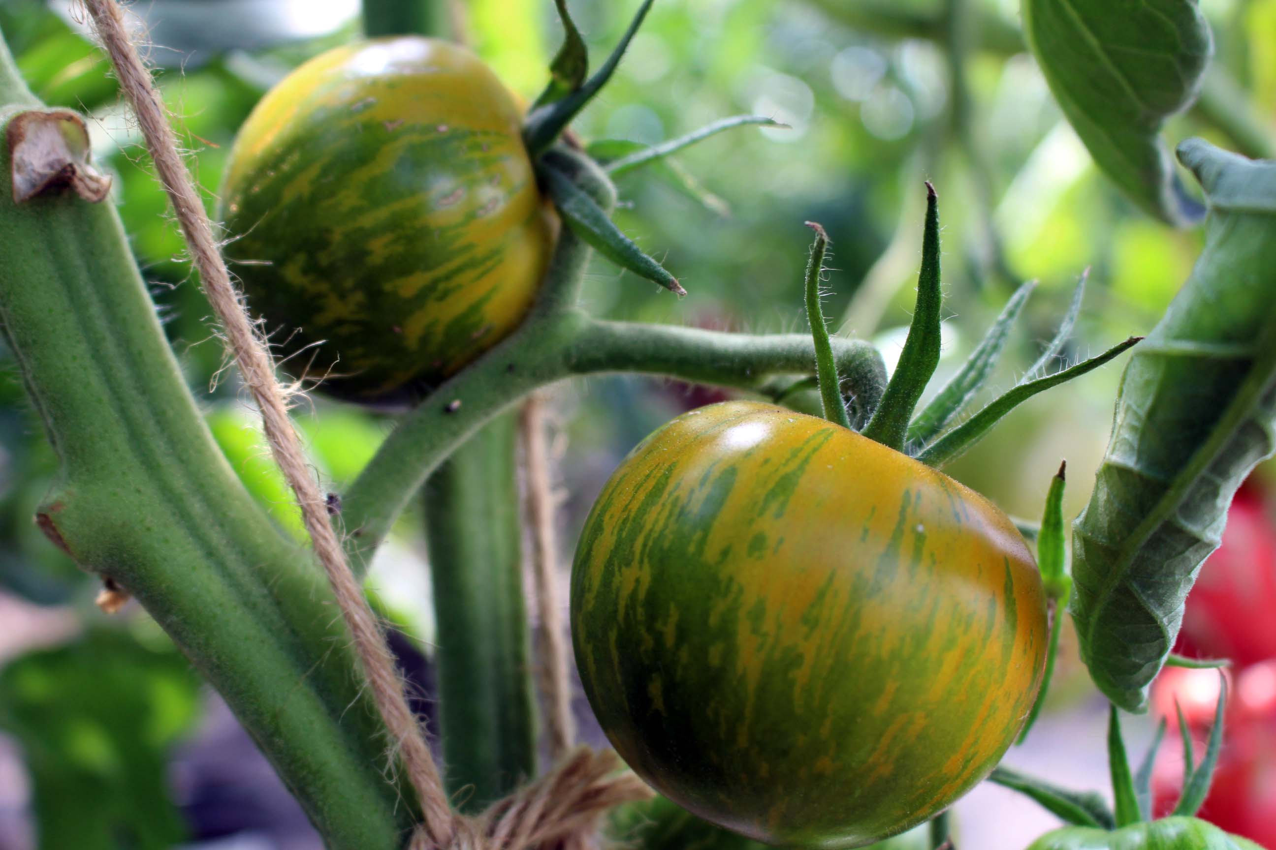 Bio Saatgut Tomate Green Zebra Korn Biobewusst Gartenshop