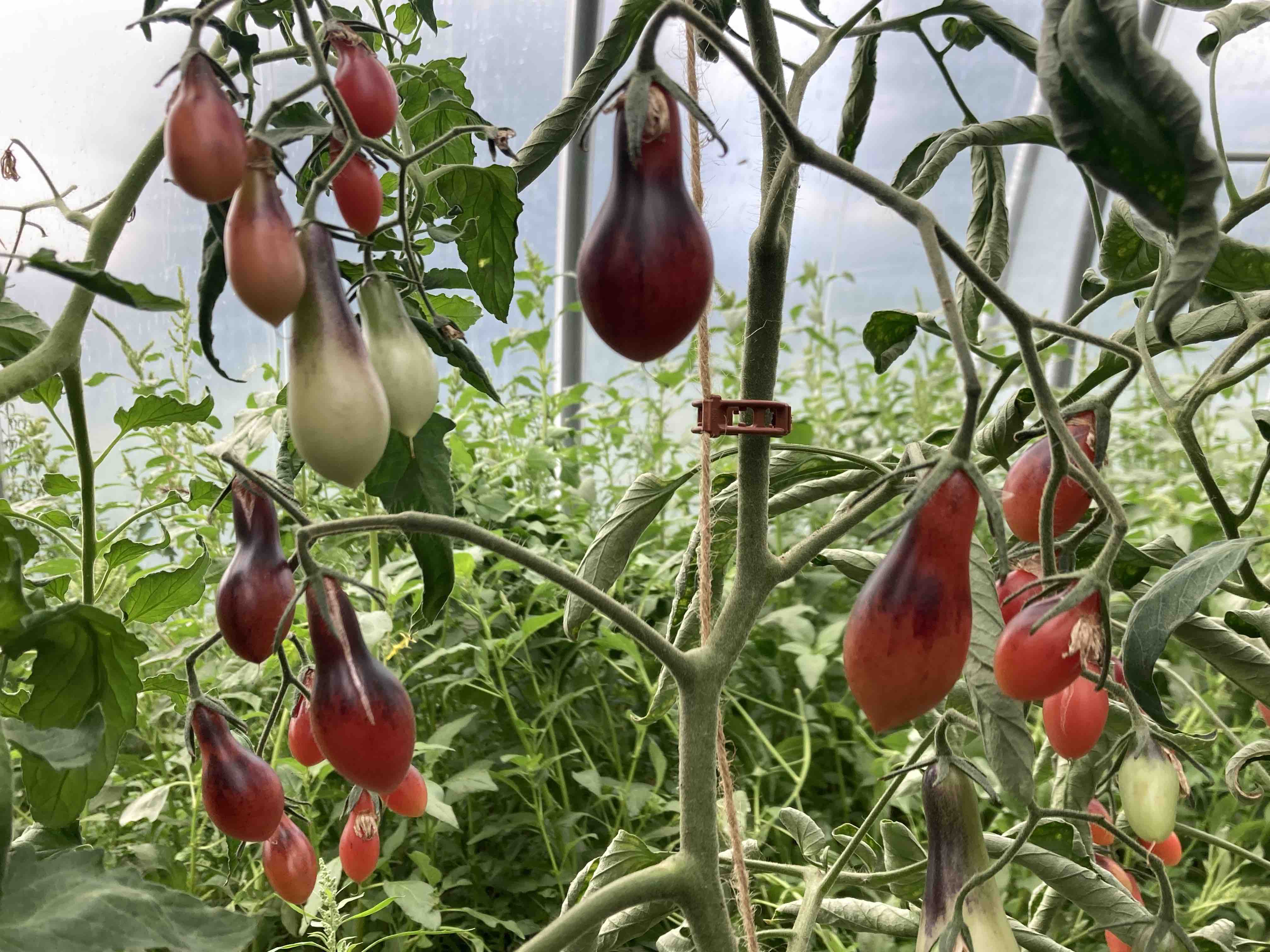 Tomatensorte INDIGO PEAR DROP PINK 10 Bio Samen Biobewusst Gartenshop