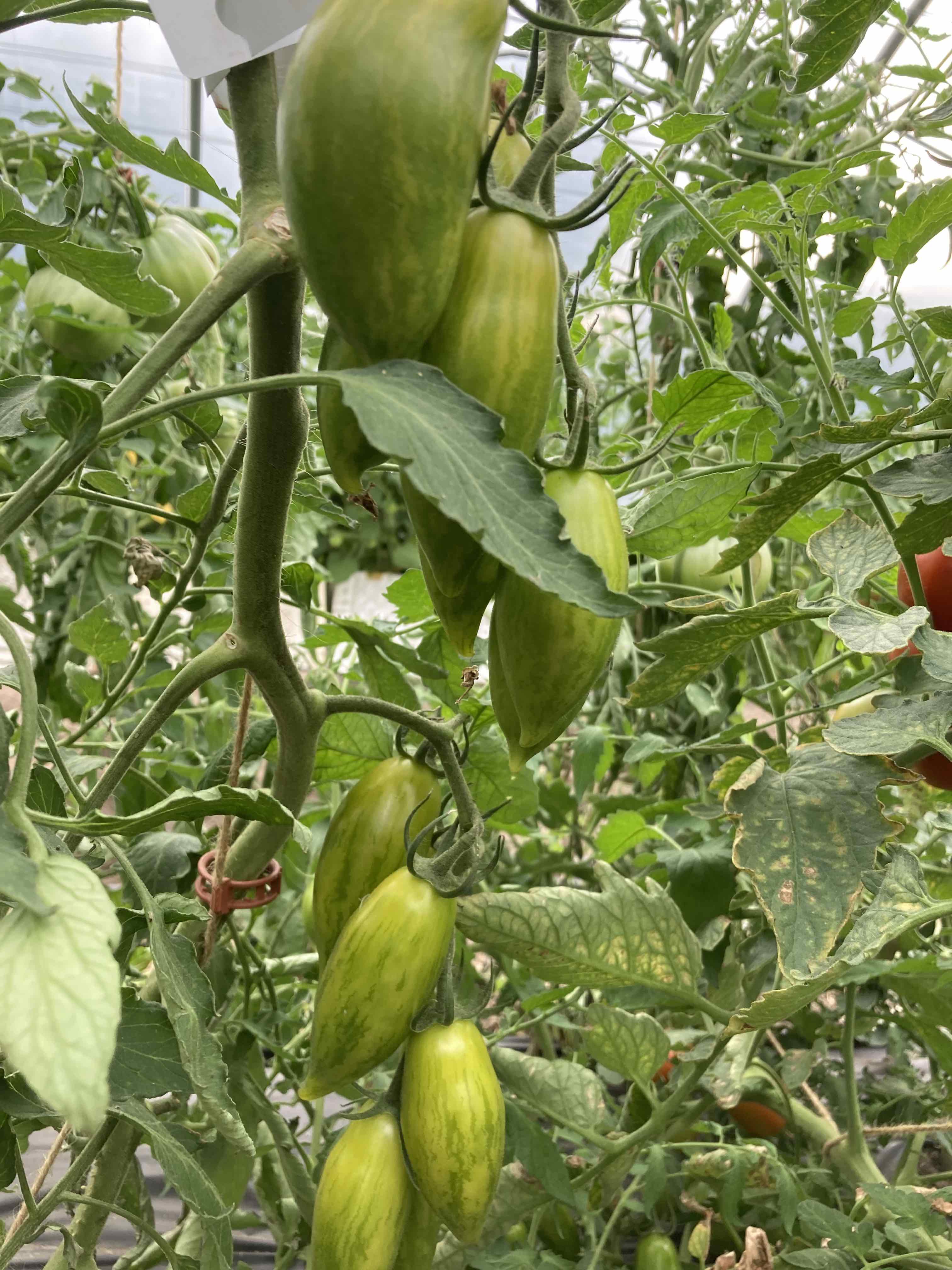 Tomatensorte Chinesischer Smaradg Jungpflanze Biobewusst Gartenshop