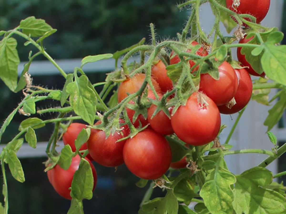 Tomate Himbeerrose Bio Samen Biobewusst Gartenshop