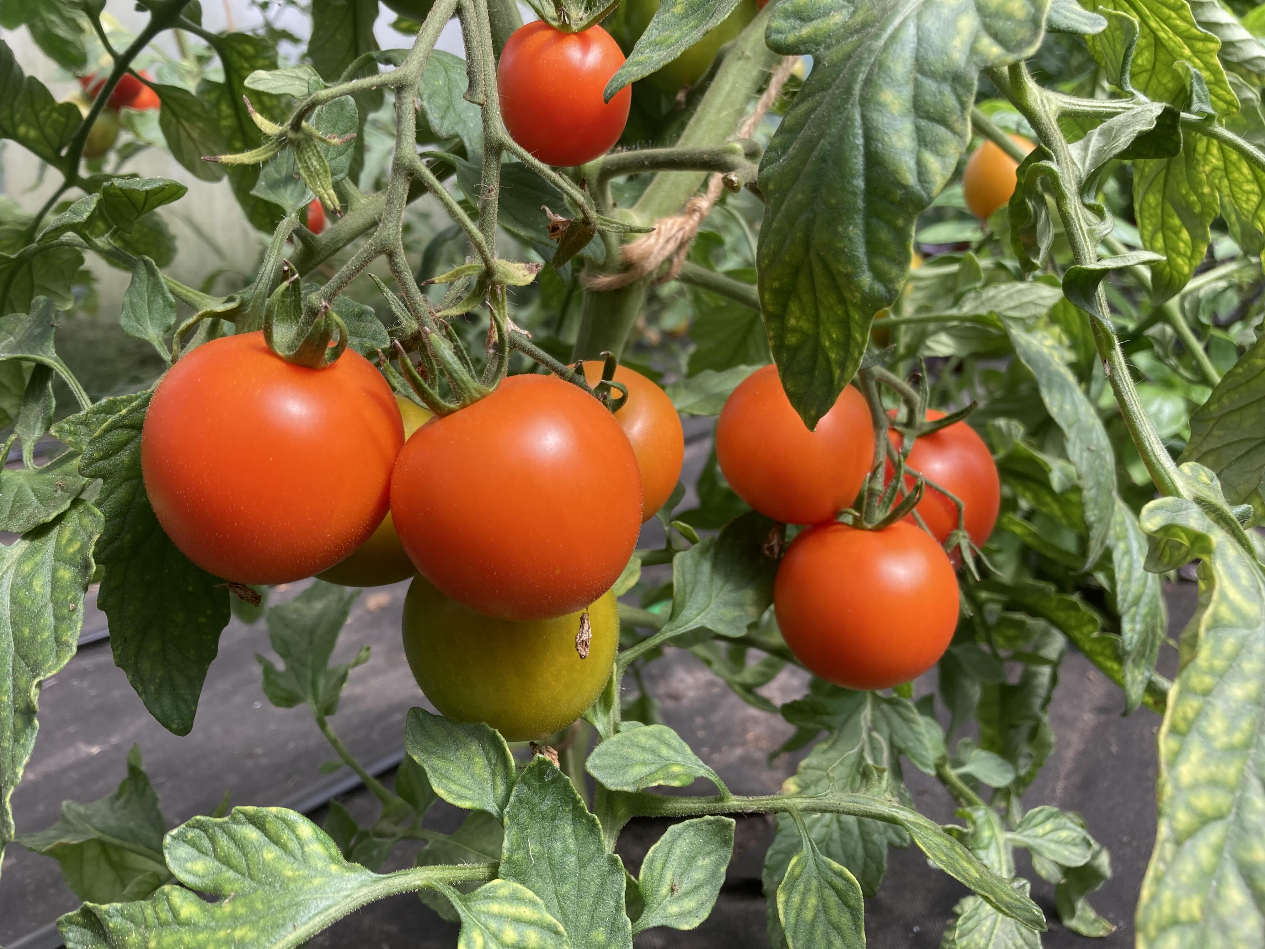 Tomatensorte PEECHIE KEEN 10 Bio Samen Biobewusst Gartenshop