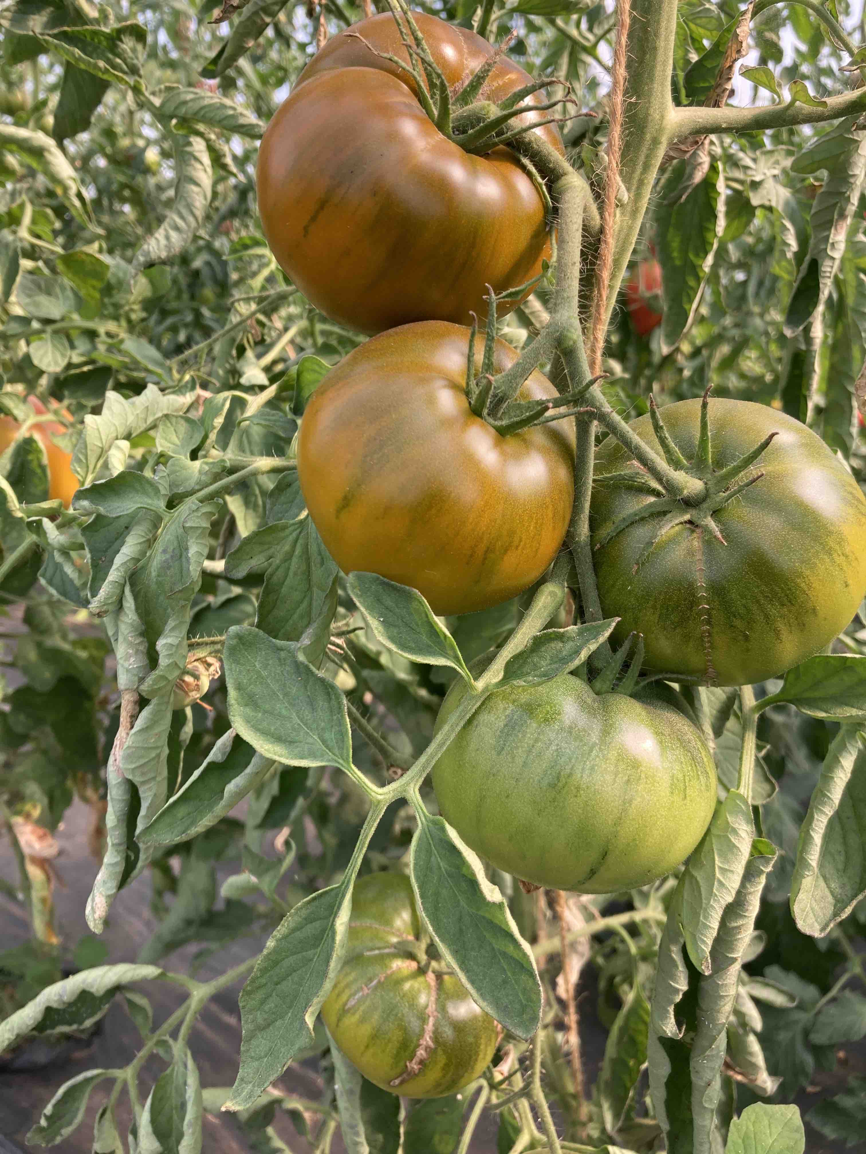 Tomate Isumrudnoje Jabloko Smaragdapfel Bio Samen Biobewusst