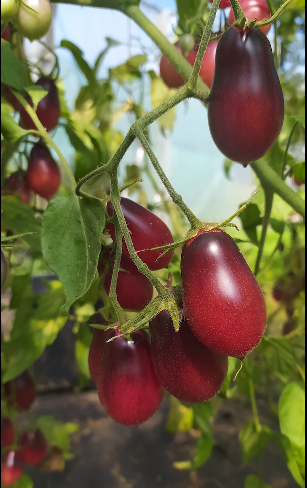 Indigo Tomaten Nach Farben Bio Saatgut Biobewusst Gartenshop